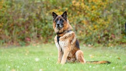 Braun-schwarzer Hund sitzt auf einer Wiese 
