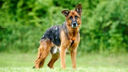 Große schwarz-braune Schäferhündin mit einem abgeknickten und einem aufrecht stehenden Ohr steht auf einer Wiese und schaut in Richtung Kamera