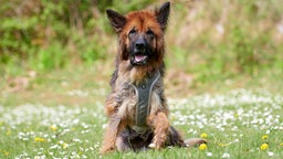 Altdeutscher Schäferhund mit braunem, dichten Fell und hoch aufstehenden Ohren sitzt auf einer Wiese und schaut in die Kamera