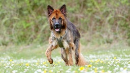 Altdeutscher Schäferhund mit braunem, dichten Fell und hoch aufstehenden Ohren trabt über eine Wiese auf die Kamera zu