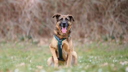 Hund mit braun-schwarzem Fell sitzt hechelnd auf einer Wiese 