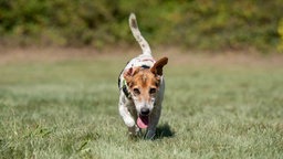 Dreifarbiger Hund läuft geduckt über eine Wiese 