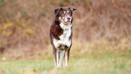 Hund mit braun-beigefarbenem Fell auf einer Wiese 