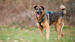 Hund mit braun-schwarzem Fell hechelnd auf einer Wiese 