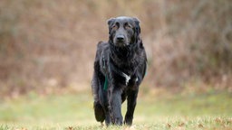 Hund mit schwarzem Fell und weißen Abzeichen auf einer Wiese 