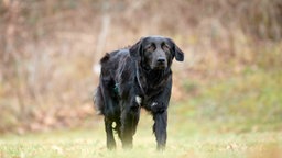 Hund mit schwarzem Fell und weißen Abzeichen auf einer Wiese