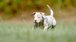 Merlefarbener Hund mit blauen Augen auf einer Wiese