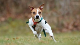 Ein Hund mit tricolor-farbigem Fell steht auf einer grünen Wiese