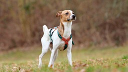 Hund mit tricolor-farbigem Fell steht auf einer Wiese