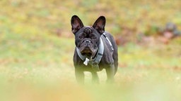 Hund mit schwarzem Fell und grauem Geschirr auf einer Wiese 