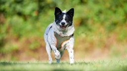 Ein kleiner schwarz-weißer Hund läuft hechelnd über eine Wiese