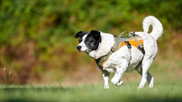 Ein kleiner schwarz-weißer Hund läuft über eine Wiese