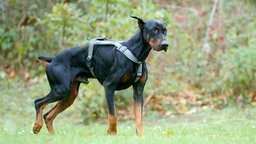 Großer Hund mit schwarz-braunem Fell auf einer Wiese 
