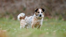 Hund mit braun-weißem Fell auf einer Wiese 