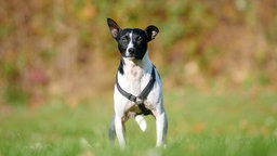 Ein schwarz-weißer Hund steht auf einer Wiese