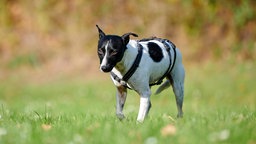 Ein schwarz-weißer Hund läuft über eine Wiese
