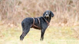 Hund mit schwarzem Fell auf einer Wiese
