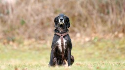 Hund mit schwarzem Fell und weißen Abzeichen au