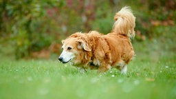 Hund mit rotbraunem Fell auf einer Wiese 