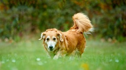 Hund mit rotbraunem Fell läuft über eine Wiese 