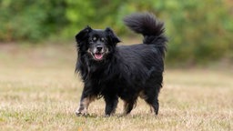 Ein Hund mit schwarz-braunem langem Fell auf einer Wiese 