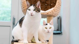 Zwei Katzen mit weißem Fell auf einem Katzenkratzbaum 