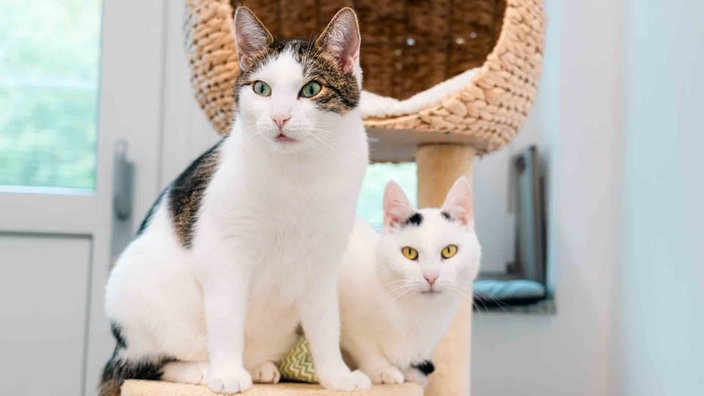 Zwei Katzen mit weißem Fell auf einem Katzenkratzbaum 