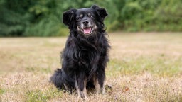Hund mit schwarz-braunem langem Fell sitzt hechelnd auf einer Wiese 