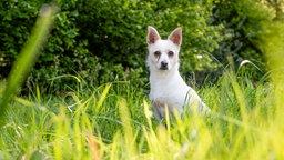 Mittelgroßer Hund mit weißem Fell sitzt auf einer Wiese 