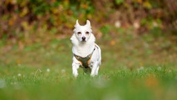 Hund mit weißem Fell und spitzen Ohren läuft über eine Wiese 