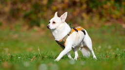 Hund mit weißem Fell läuft über eine Wiese 