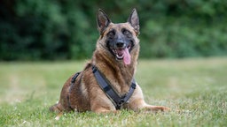 Hund mit braunem Fell und schwarzer Maske liegt hechelnd auf einer Wiese 