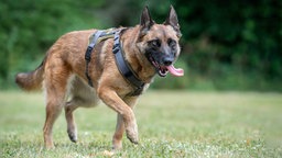 Hund mit braunem Fell und schwarzer Maske auf einer Wiese 