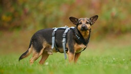 Ein mittelgroßer braun-schwarzer Hund steht seitlich auf einer Wiese