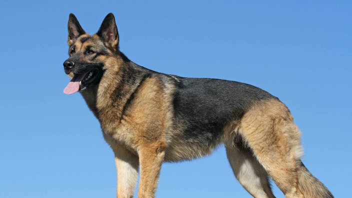 Ein braun-schwarzer Hund steht seitlich und hechelt 