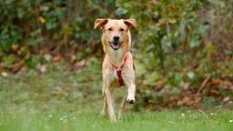Hund mit hellbraunem Fell läuft über eine Wiese 