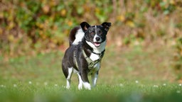 Ein schwarz-weißer Hund steht hechelnd auf einer Wiese