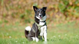 Ein schwarz-weißer Hund sitzt hechelnd auf einer Wiese