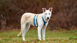 Hund mit hellem Fell und blauem Geschirr auf einer Wiese 