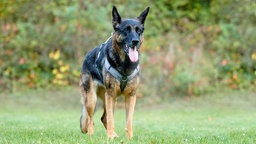 Ein großer schwarz-brauner Hund läuft hechelnd über eine Wiese