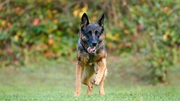 Ein großer schwarz-brauner Hund läuft hechelnd über eine Wiese
