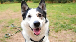 Naaufnahme eines weißen Hundes mit schwarzen Flecken
