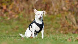Blinde Hündin mit weißem Fell sitzt auf einer Wiese 