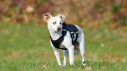 Blinder Hund mit weißem Fell auf einer Wiese  