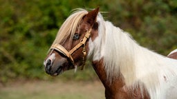 Ein geschecktes Pferd mit blonder Mähne in seitlichem Profil 