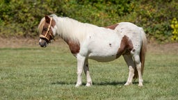 Ein geschecktes Pferd mit blonder Mähne steht seitlich auf einer Wiese 