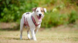 Hund mit weißem Fell und braunen Flecken läuft hechelnd über eine Wiese 