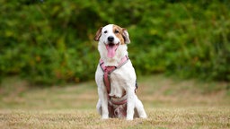 Hund mit weißem Fell und braunen Flecken sitzt hechelnd auf einer Wiese 