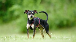 Kleiner Hund mit "black and tan"-farbenem Fell auf einer Wiese