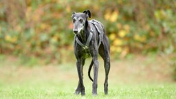Ein schwarz-weißer schlanker Hund läuft über eine Wiese